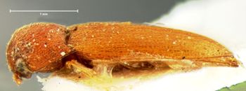 Media type: image;   Entomology 33720 Aspect: habitus lateral view